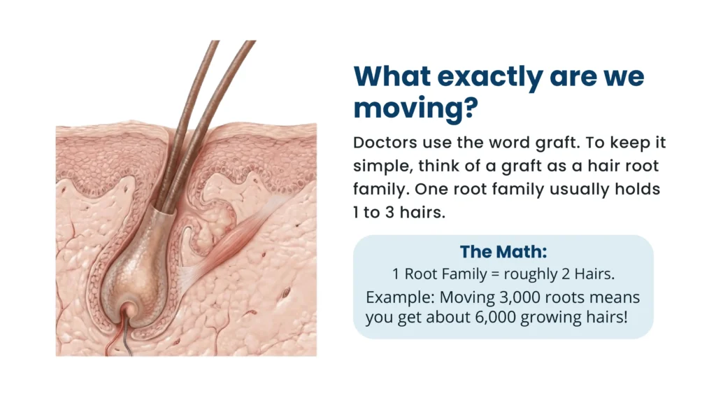 What is a hair graft in hair transplant surgery